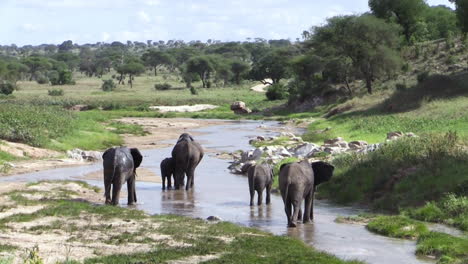 long shot de cinco elefantes bebiendo en el lecho de un río en la sabana de áfrica oriental