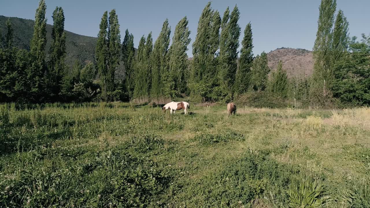 Filmato drone 4K di cavalli che mangiano erba in una fattoria cilena
