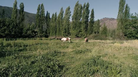 4k-Drohne-Foo4k-Drohnenaufnahmen-Von-Pferden,-Die-Gras-Auf-Einer-Chilenischen-Farm-Fressen