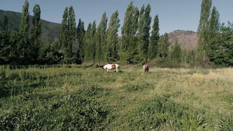 4k drone foo4k imágenes de drones de caballos comiendo hierba en una granja chilena