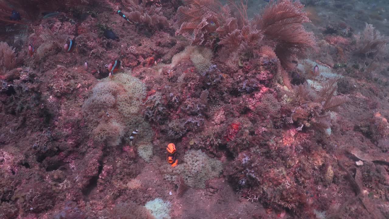 Many Clark anemone fish on coral reef in the Philippines