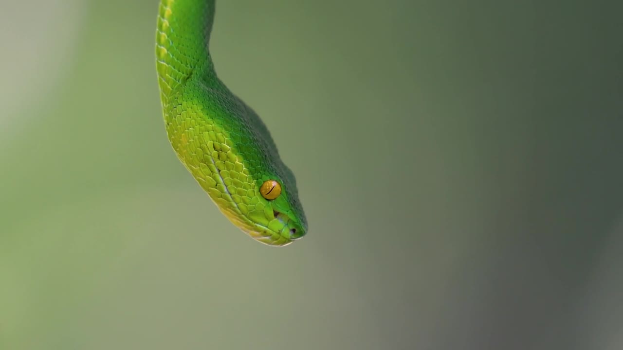 белощекая питвипер - ядовитая питвипер, эндемик юго-восточной азии, часто встречается ночью, поджидая на ветке или сучьях дерева вблизи водоема с большим количеством пищи.