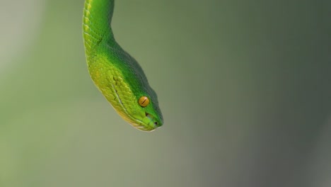 la víbora de labios blancos es una víbora venenosa endémica del sudeste asiático y a menudo se encuentra durante la noche esperando en una rama o rama de un árbol cerca de un cuerpo de agua con muchos alimentos