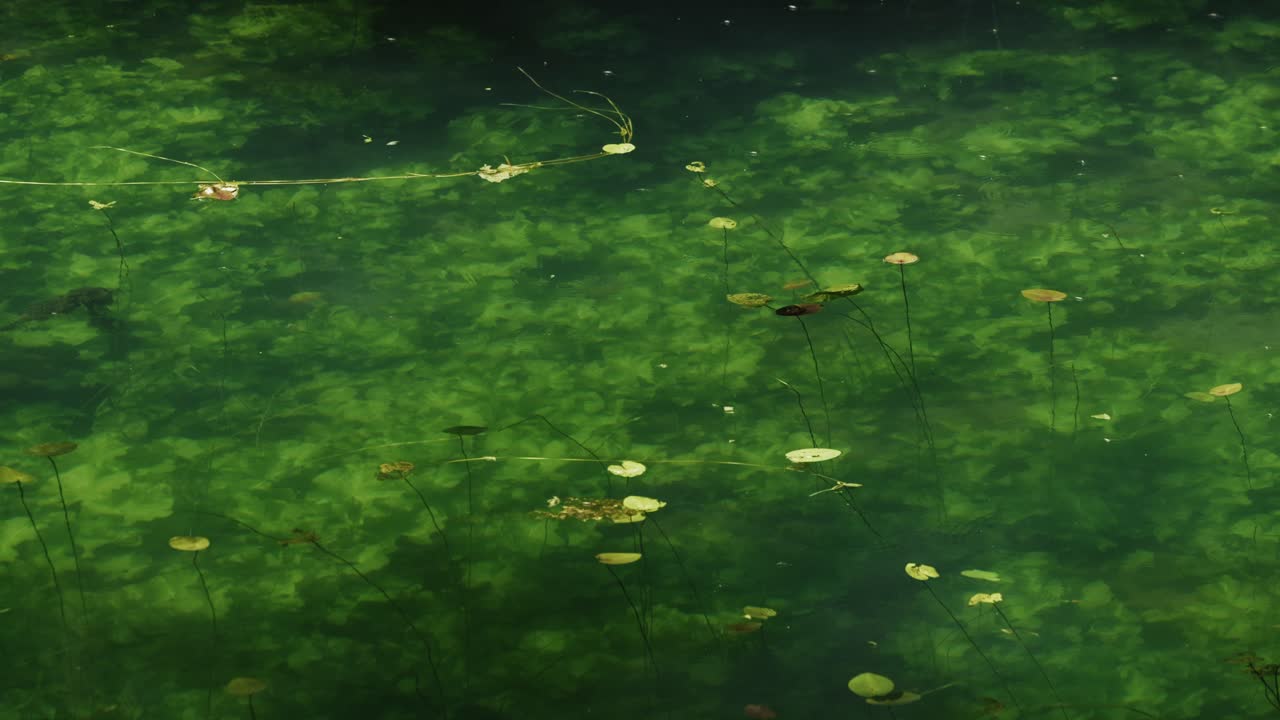 Underwater vegetation and small floating leaves are visible through the clear green water near the surface of Jarun Lake in Zagreb