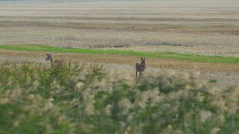 two european roe deer walking and eating on a field in the evening, medium shot from a distance