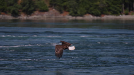 Ein-Adler-Fliegt-In-British-Columbia,-Kanada,-über-Den-Ozean-Und-Sucht-Nach-Fischen