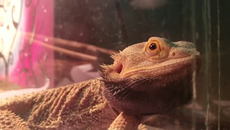 un dragón barbudo permanece inactivo y mira a su alrededor de cerca