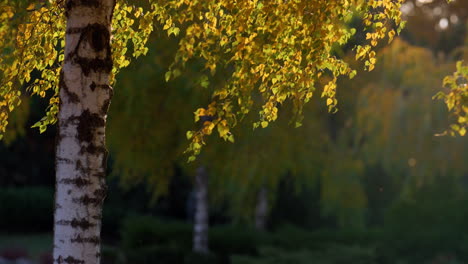 Yellow-leaves-swaying-bright-sunlight-outdoors.-Birch-tree-in-autumn-forest.