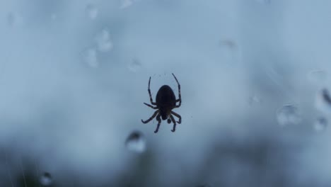 Makroaufnahme-Einer-Spinnensilhouette-Zoomen,-Raubtier-Im-Freien-In-Zeitlupe