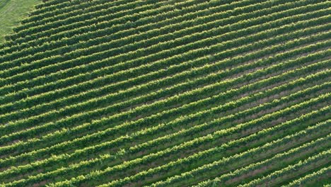 Reihen-Von-Trauben-Weinberg-Am-Hang