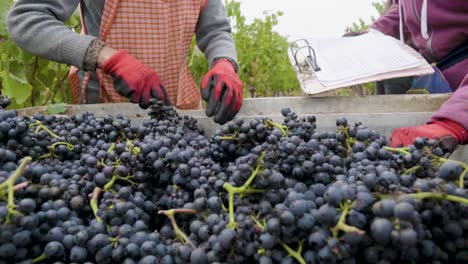 close-up view of a person's hands selecting grapes for wine, leyda valley, chile