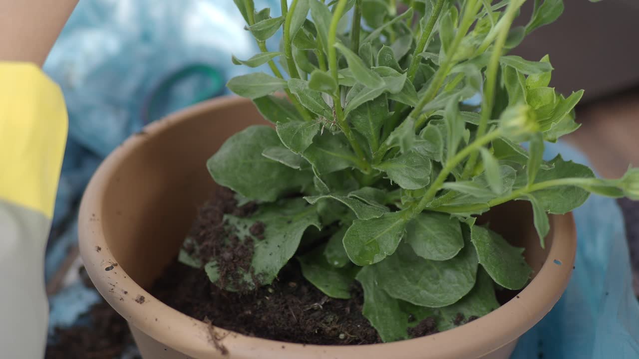 Close-up of hands repotting a plant in a pot