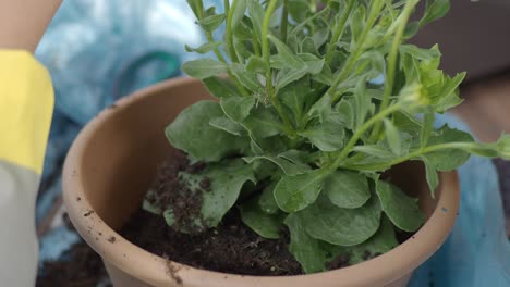 close-up of hands repotting a plant in a pot