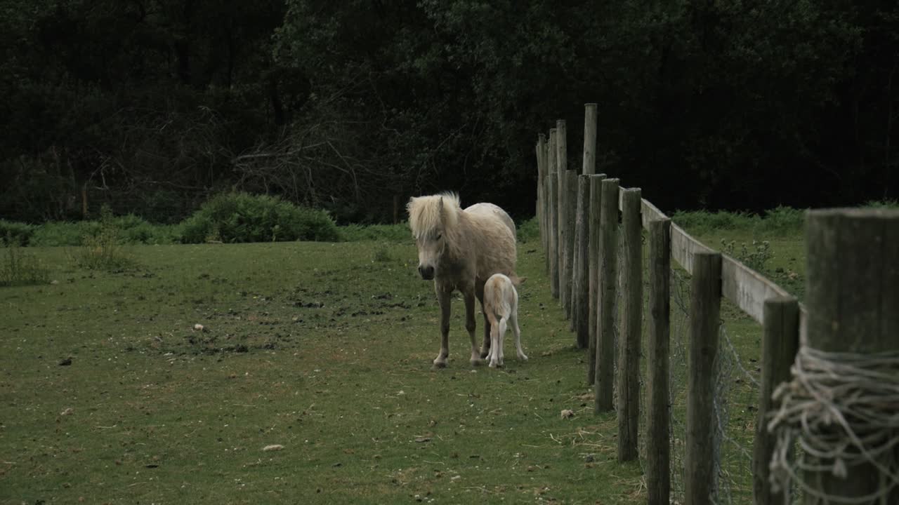 material de archivo tomado de una granja