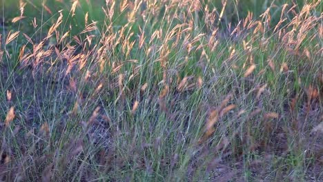 tirando lentamente hacia atrás del grupo de pastos silvestres que se mueven suavemente y que se agitan con una pequeña brisa, las cabezas de los pastos están iluminadas por la puesta de sol y le dan a la parte superior del pasto un brillo dorado