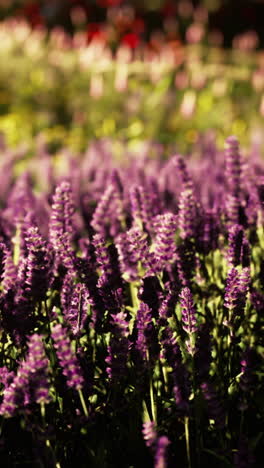 el campo de lavanda púrpura