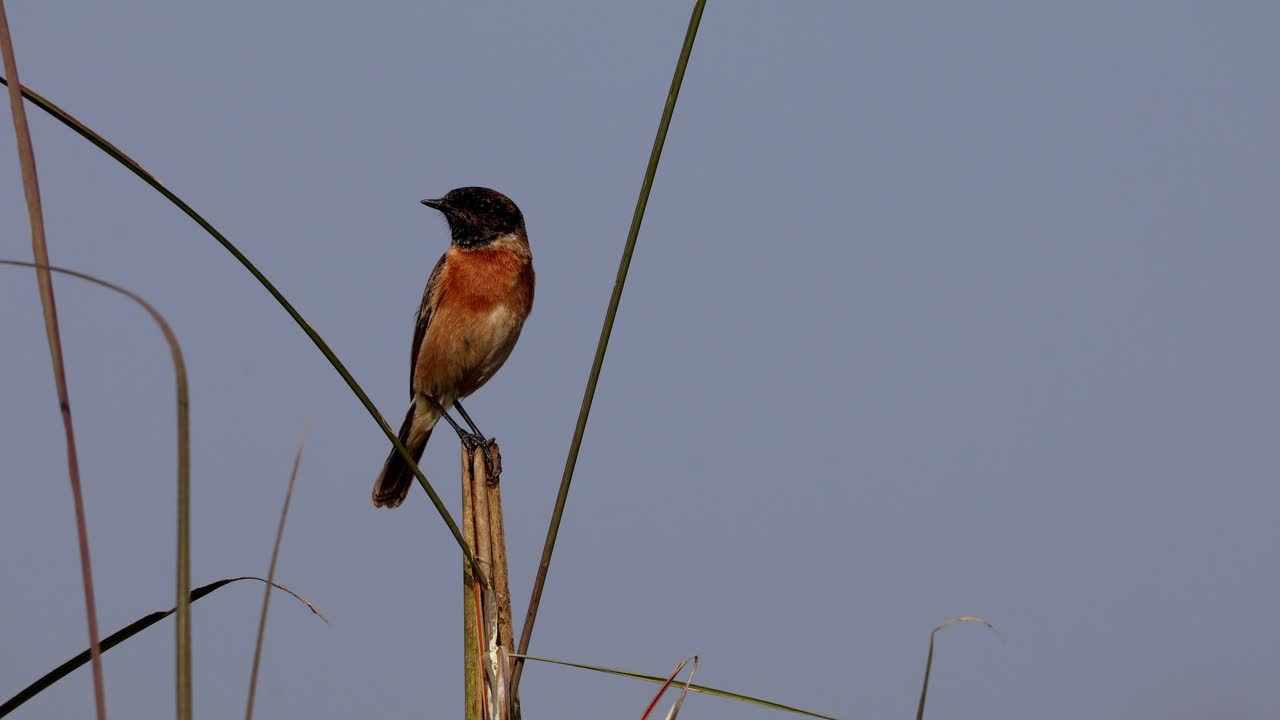 Closeup real time wildlife footage of a male Siberian Stonechat perched on dry grass near a calm riverbank during a cold winter morning in Himachal Pradesh, India