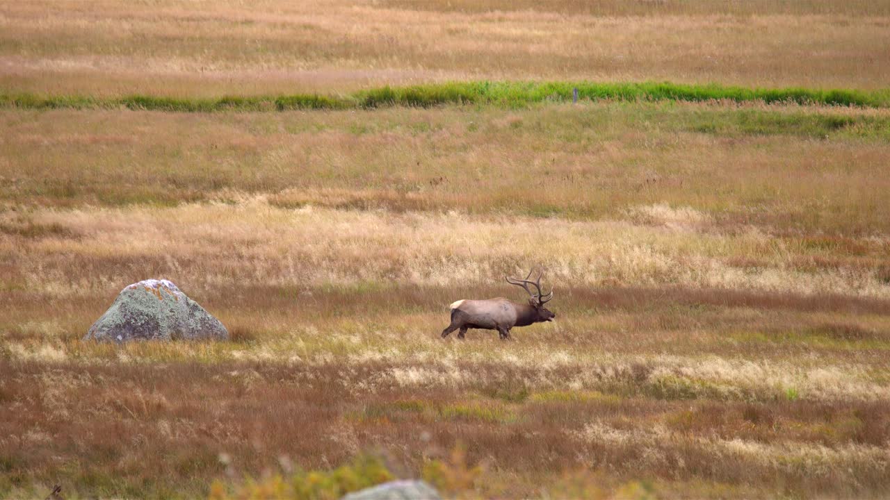 alces toros durante la rutina de los alces del otoño de 2021 en estes park, colorado