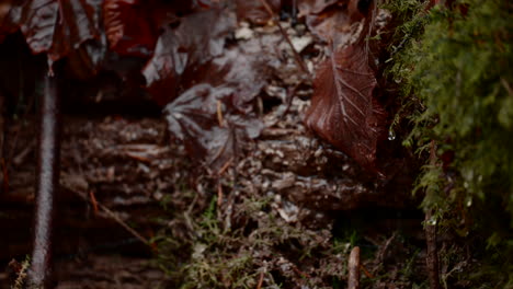 Nahaufnahme-Eines-Wassertropfens,-Der-Elegant-über-Ein-Braunes-Blatt-In-Einem-Ruhigen-Schweizer-Wald-Fällt