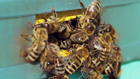 Honey bees swarming and flying around their beehive. Life of worker bees. Slow motion