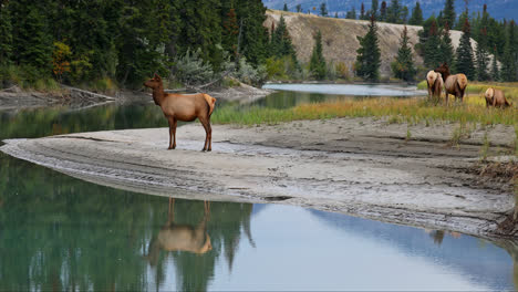 Alce-Hembra-De-Pie-En-La-Orilla-Del-Río-Con-Reflejo-En-El-Agua-En-Alberta,-Canadá