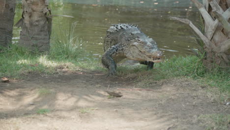 a crocodile walks from the water