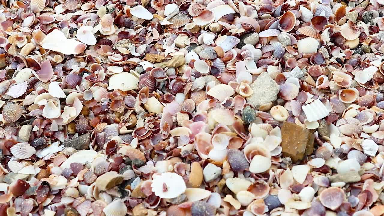 A detailed view of colorful shells and pebbles scattered across a sandy surface.