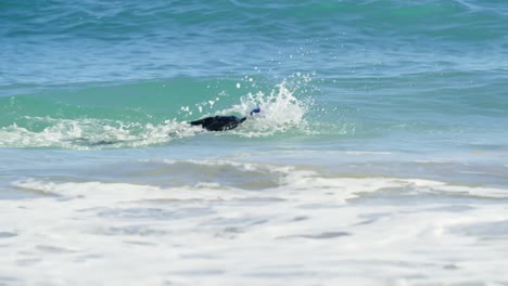 male surfer swimming in the beach