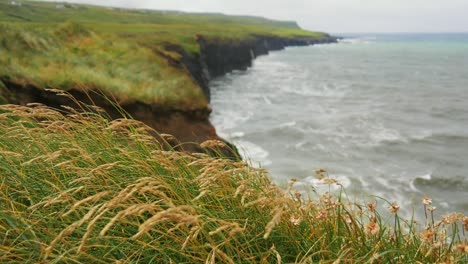 Wilde-Roggenähren-Und-Hohes,-Vom-Wind-Geschütteltes-Gras-Im-Vordergrund-Und-Eine-Küste-Aus-Klippen-Im-Hintergrund