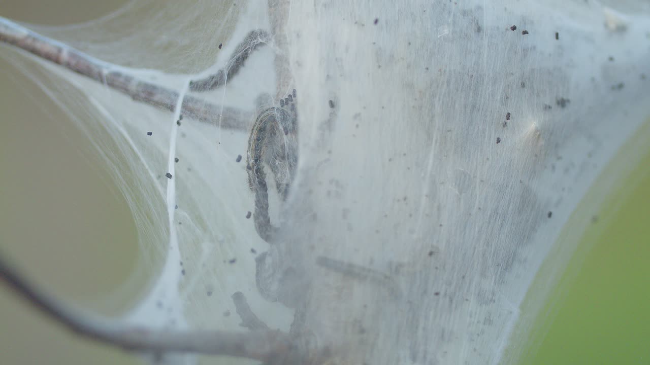 Close-up of Caterpillars in a Cocoon