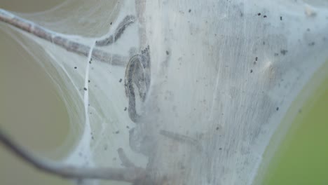 close-up of caterpillars in a cocoon