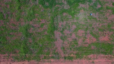 Straight-down-aerial-view-of-the-natural-Brazilian-savannah-then-over-a-red-dirt-road-to-land-deforested-to-turn-to-farmland---tilt-up-reveal