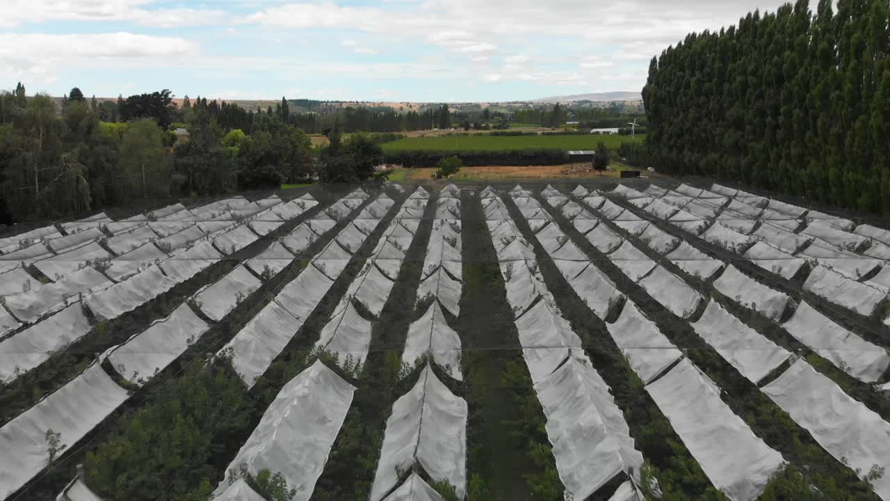 slowmo - 공중 - 백그라운드에서 산들과 뉴질랜드 체리 과수원