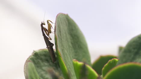 praying mantis resting on succulent plant - close up shallow focus