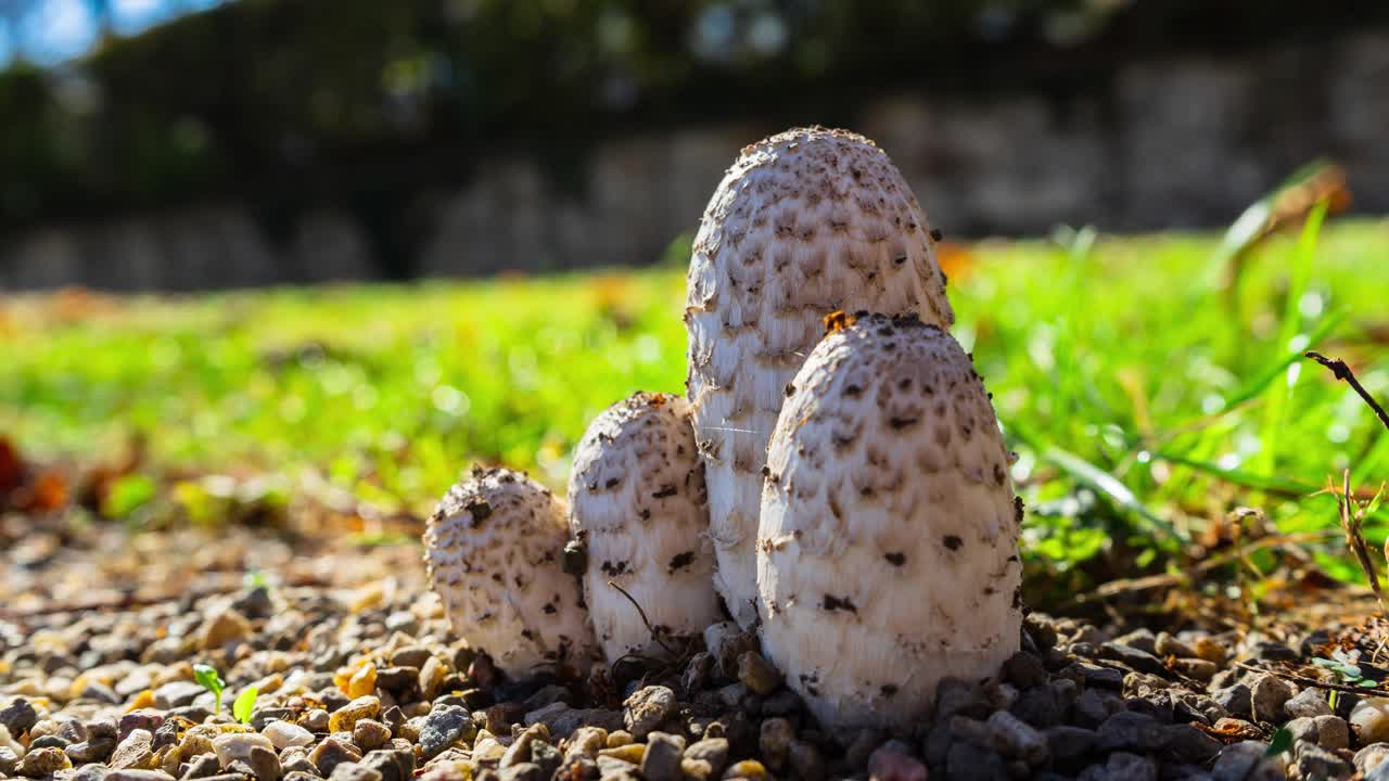 hacer zoom en las setas