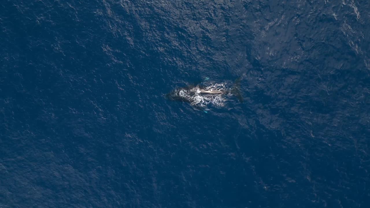 Experience an awe-inspiring aerial view of a humpback whale spouting, capturing the beauty of marine conservation and the wonder of nature in its natural habitat.