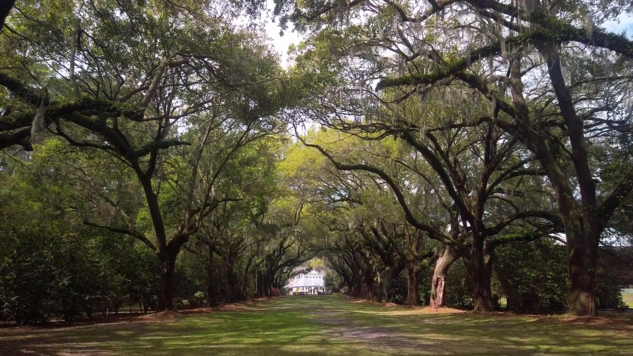 Toma amplia descendente con gimbal de musgo español colgando de robles vivos en el histórico Old Charles Towne Landing en Carolina del Sur. 4K