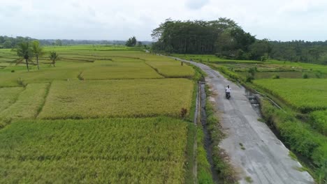 Vista-Aérea-De-Una-Scooter-De-Equitación-Femenina-A-Través-De-Campos-De-Arroz-En-Bali,-Indonesia