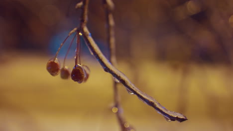 frost-covered winter berries hang from delicate branches, glistening under warm golden light while gently fluttering in the wind against a blurred, atmospheric background