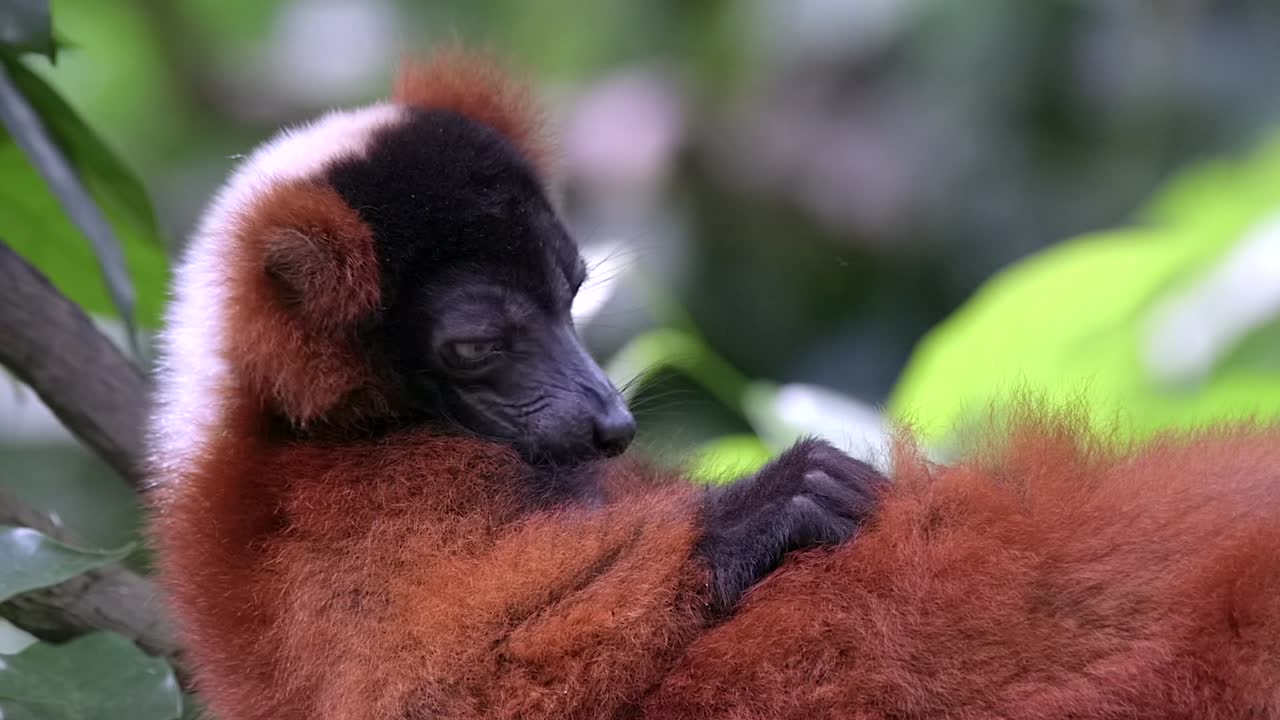 A Red Ruffed Lemur Is Lying On Its Back And Sucking Its Nipple Free Stock  Video Footage Download Clips Nature