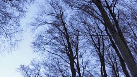 Camera-making-circle-around-tree-tops-and-focusing-on-a-road-with-a-lone-girl-walking-in-a-forest