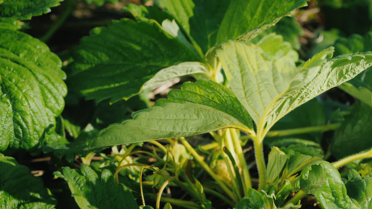 농부는 부시 수확 1에서 조심스럽게 딸기 열매를 자릅니다.