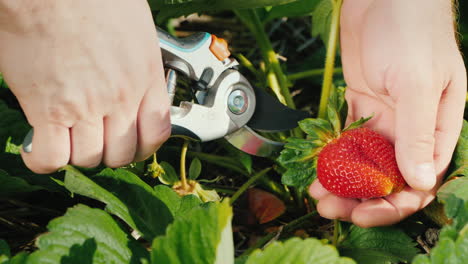 farmer carefully cuts strawberry berries from bush harvest 1