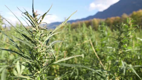 The-hemp-fields-ripple-in-the-breeze-at-dawn