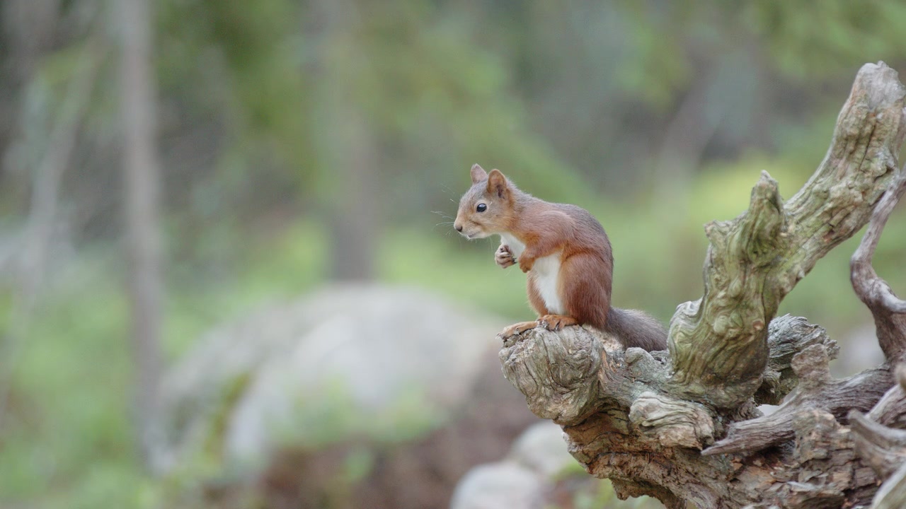 Adorable red squirrel in woods sits on wooden stump looking around. Slomo