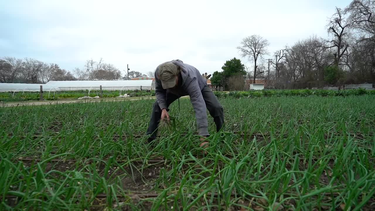 농부가 밭에서 농산물을 따다