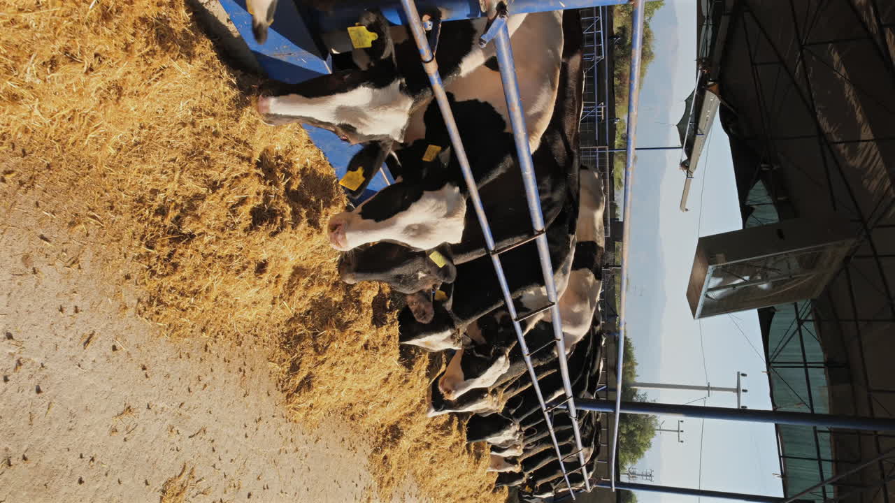 From Pasture to Dairy: How Cattle Thrive on Modern Farms