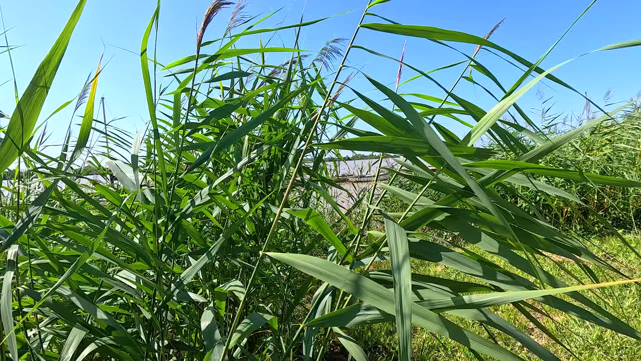 바람에 흔들리는 높은 풀