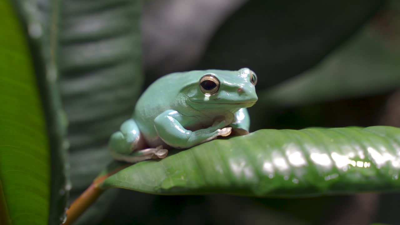 움직이지 않고 나뭇잎에 삐걱거리는 밀랍 코팅이 있는 녹색 청청개구리