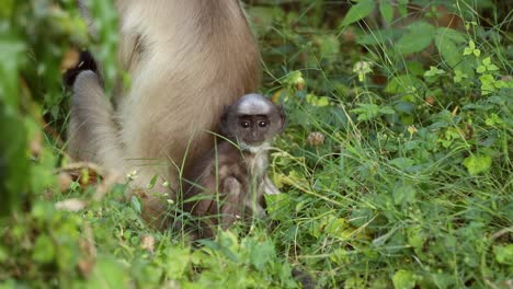 gray langur (semnopithecus), also called hanuman langur is a genus of old world monkeys native to the indian subcontinent. ranthambore national park sawai madhopur rajasthan india